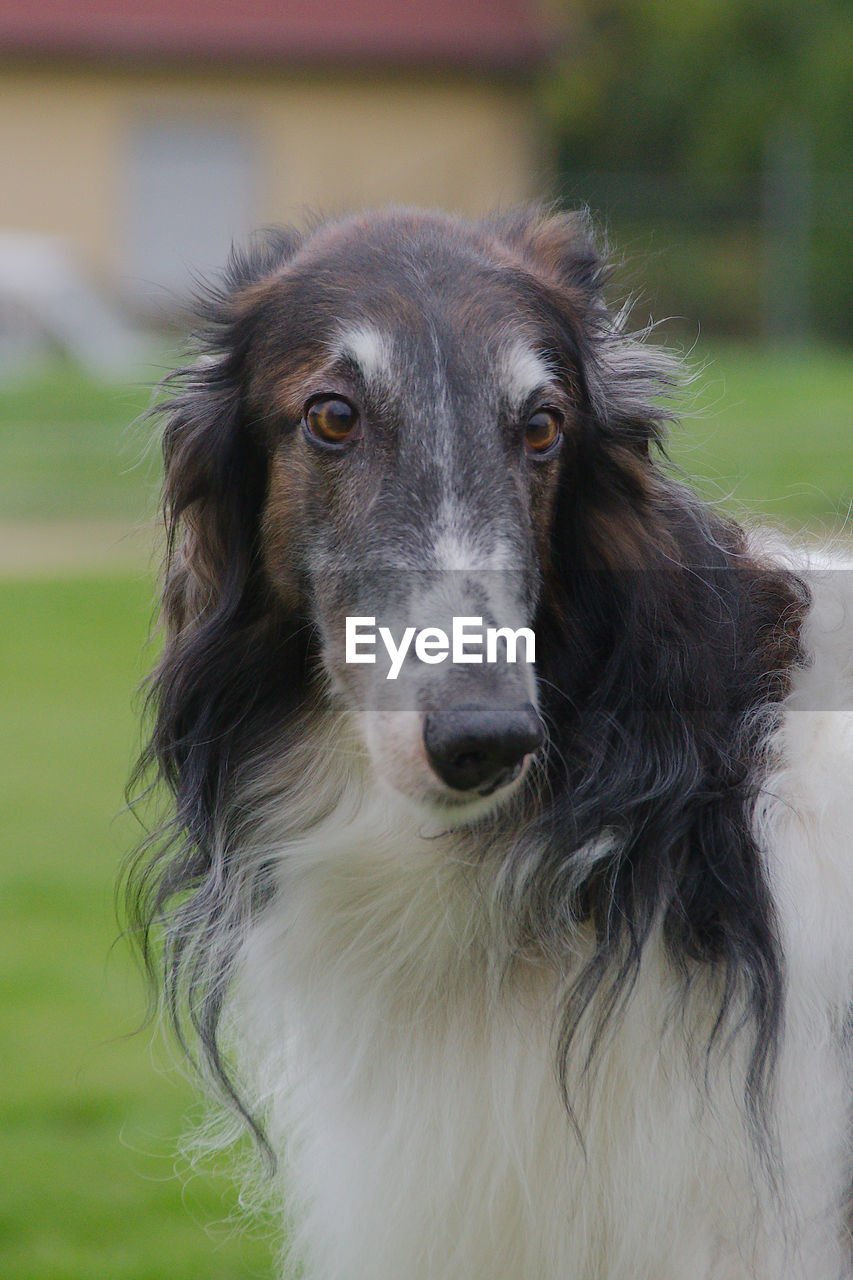 pet, one animal, dog, animal themes, mammal, domestic animals, canine, animal, animal sports, portrait, looking at camera, border collie, animal hair, hound, sports, grass, sighthound, happiness, no people, animal body part, long hair, cute, smiling, outdoors, focus on foreground, looking, hairstyle, nature