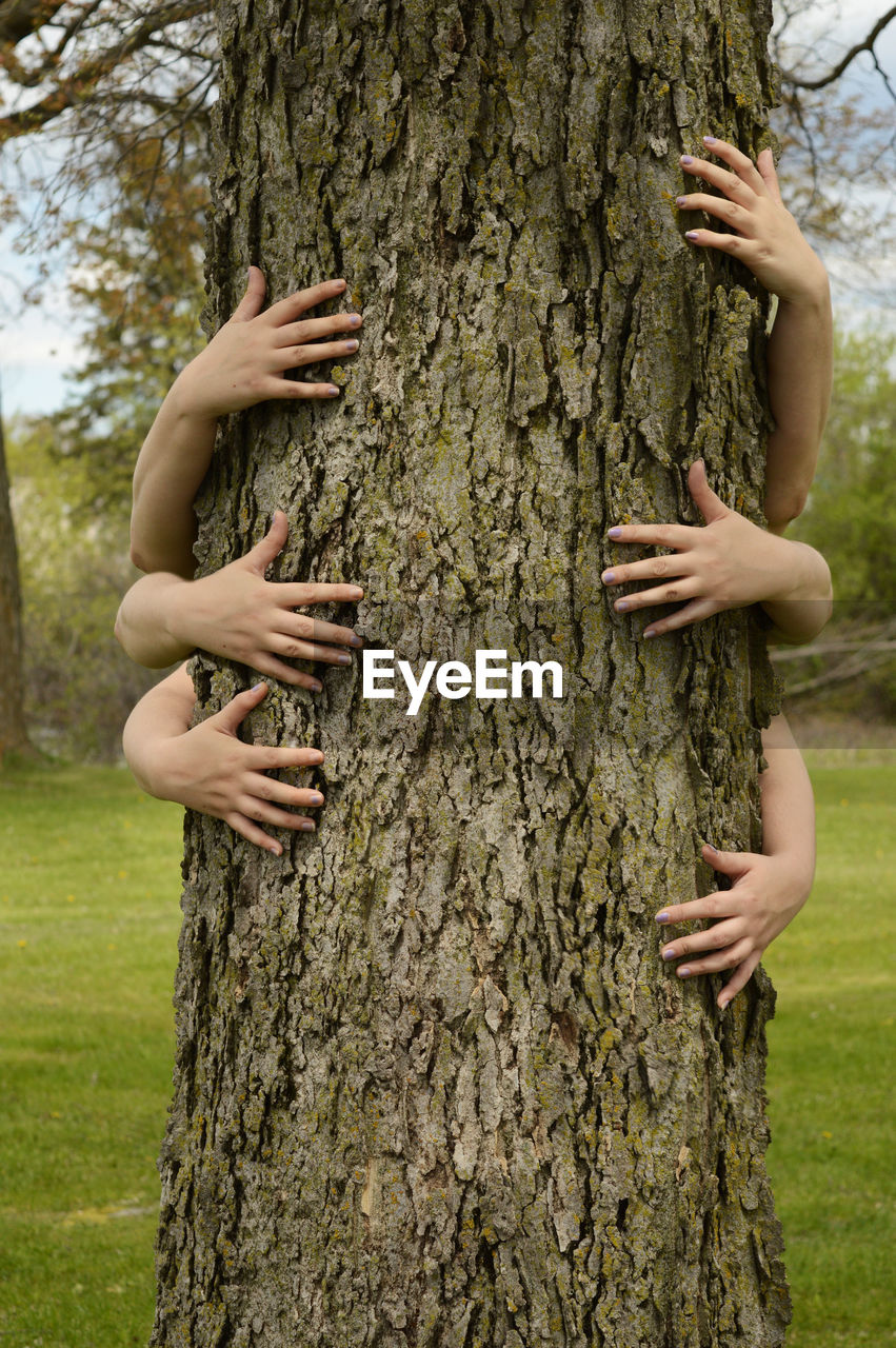 Close-up of hands holding tree trunk in forest