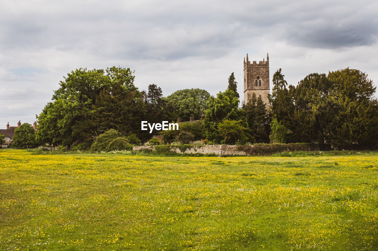 TREES GROWING ON FIELD AGAINST SKY IN BACKGROUND