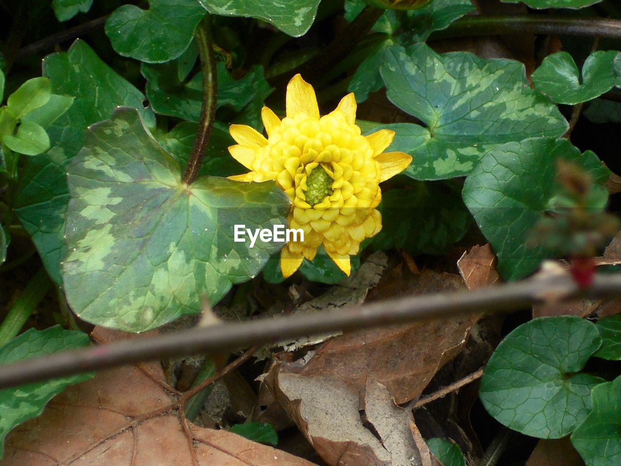 CLOSE-UP OF YELLOW FLOWERS