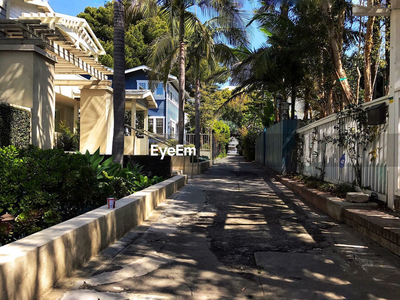 Empty footpath by palm trees and plants in city