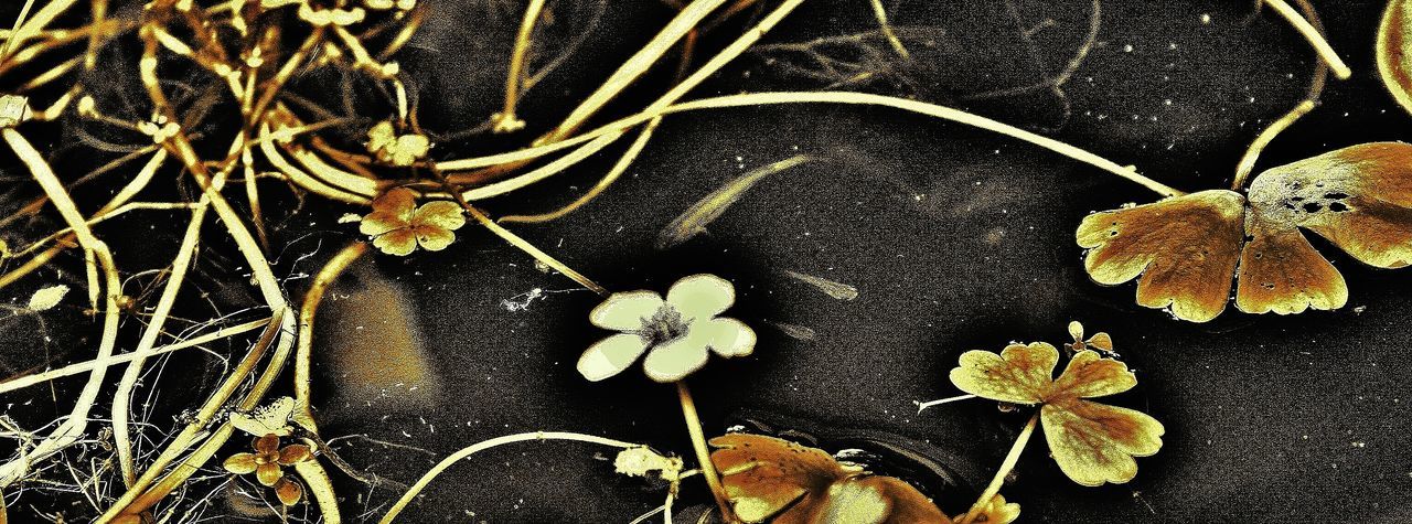 CLOSE-UP OF PLANT LEAVES