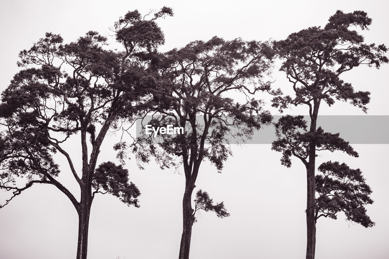 tree, black and white, plant, branch, monochrome photography, monochrome, sky, nature, beauty in nature, animal themes, environment, no people, animal wildlife, animal, leaf, savanna, landscape, outdoors, silhouette, flower, wildlife, bird, scenics - nature, tranquility, growth