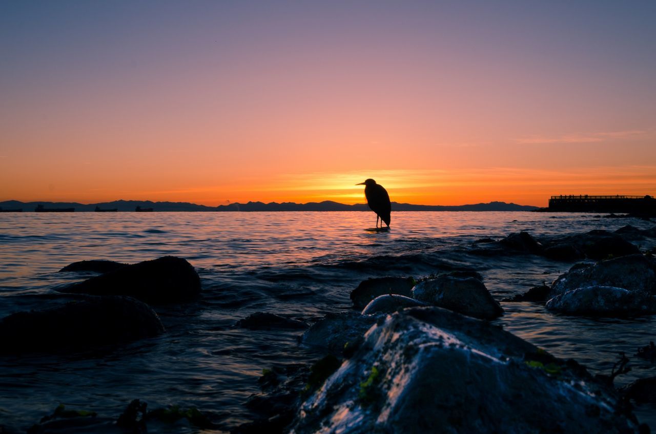 Silhouette bird in sea against sky during sunset