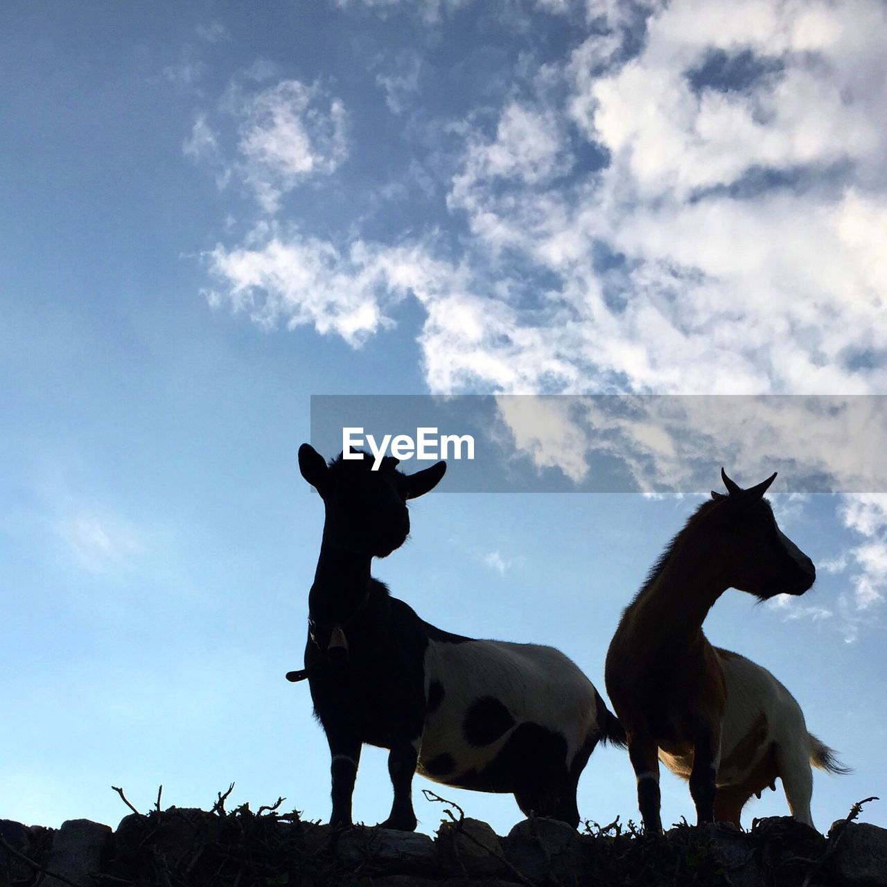 Low angle view of goats against sky