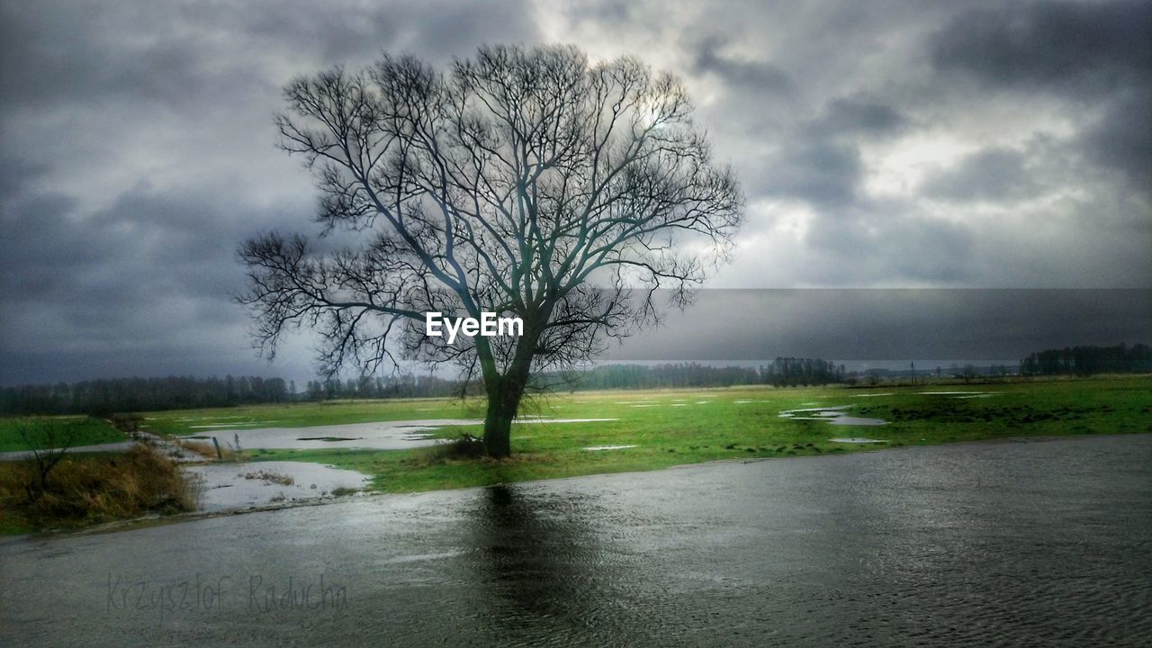 BARE TREE ON LANDSCAPE AGAINST SKY