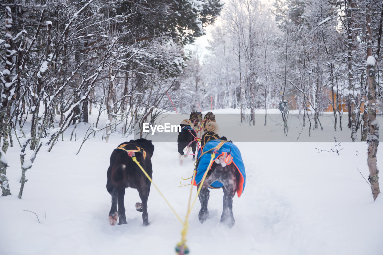 TWO DOGS ON SNOW COVERED FIELD