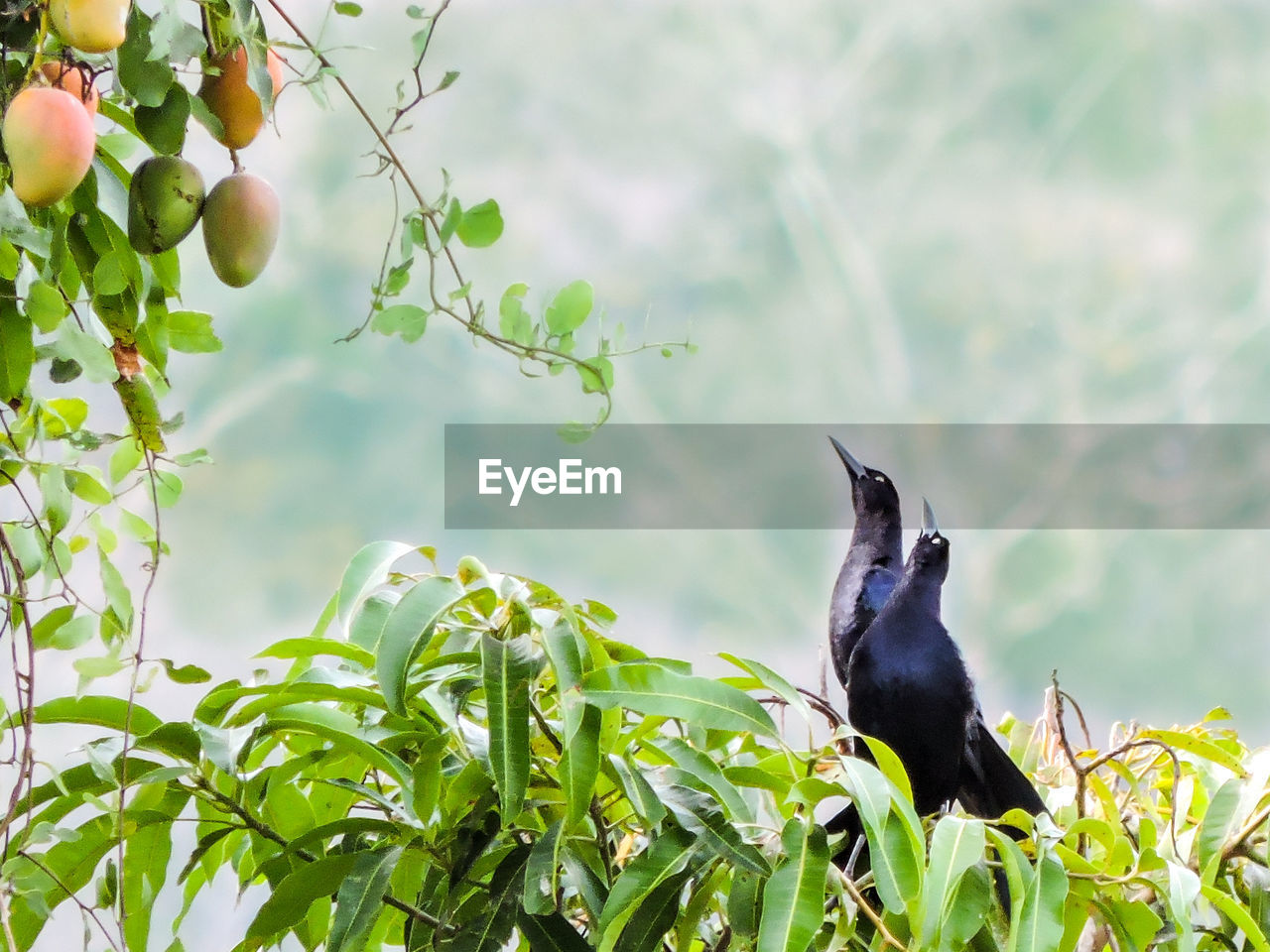 Close-up of bird perching on plant