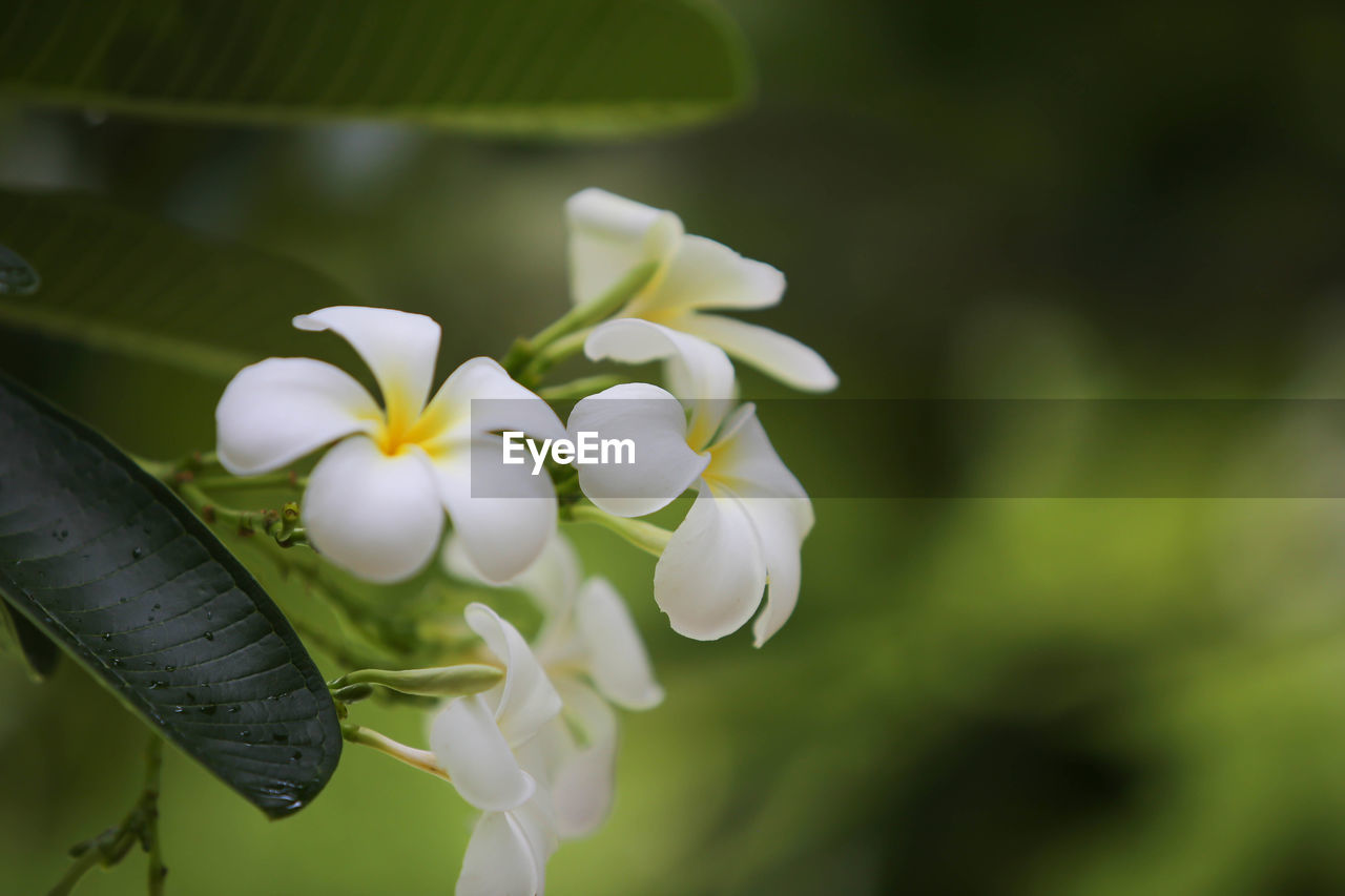 CLOSE-UP OF WHITE FLOWER