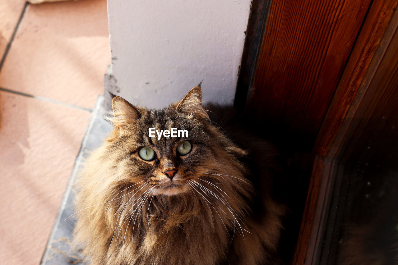 High angle portrait of cat on floor