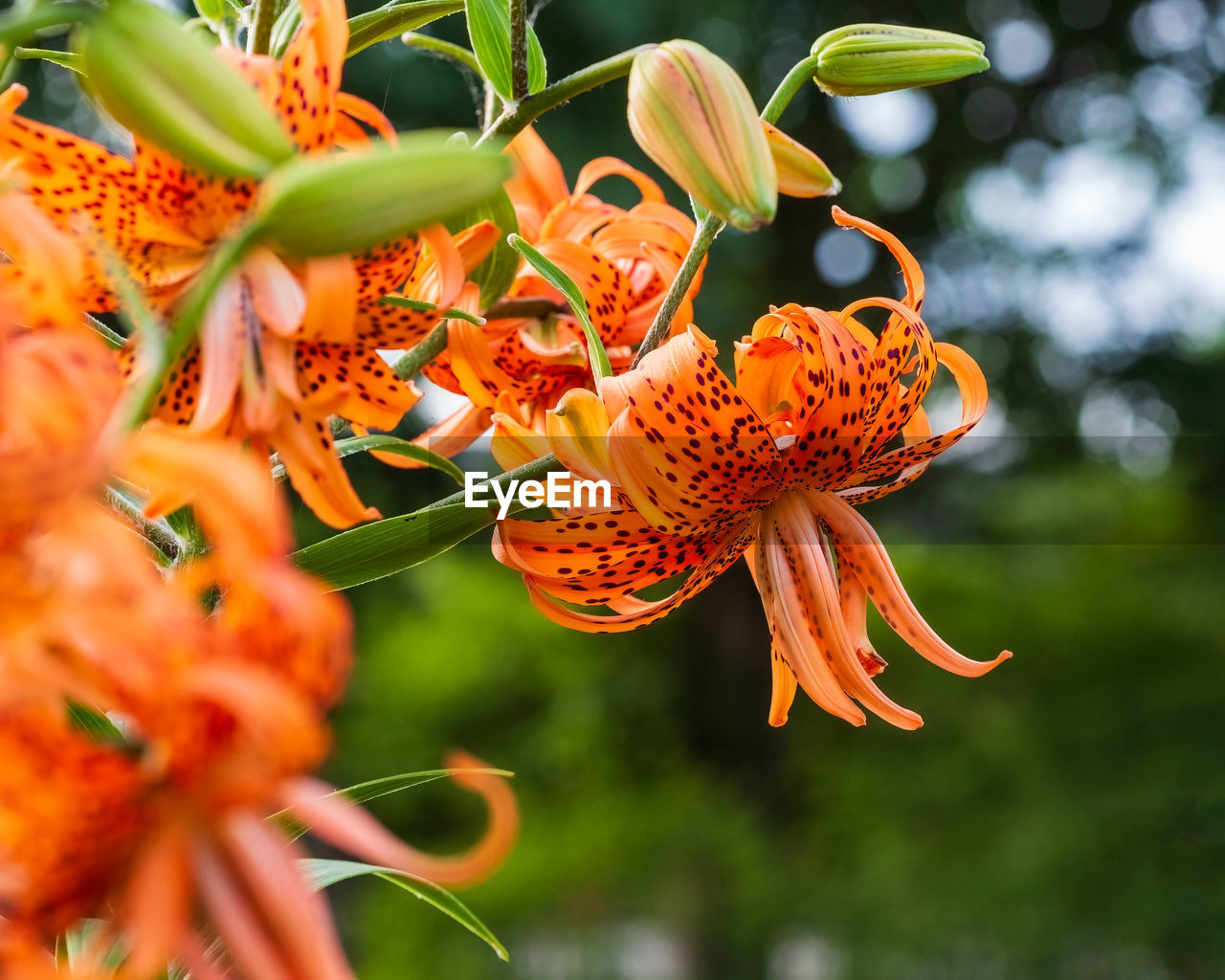 plant, flower, beauty in nature, orange color, flowering plant, nature, lily, growth, macro photography, shrub, freshness, close-up, no people, animal wildlife, animal themes, petal, animal, outdoors, flower head, selective focus, fragility, wildflower, botany, yellow, autumn, leaf, wildlife, plant part, food