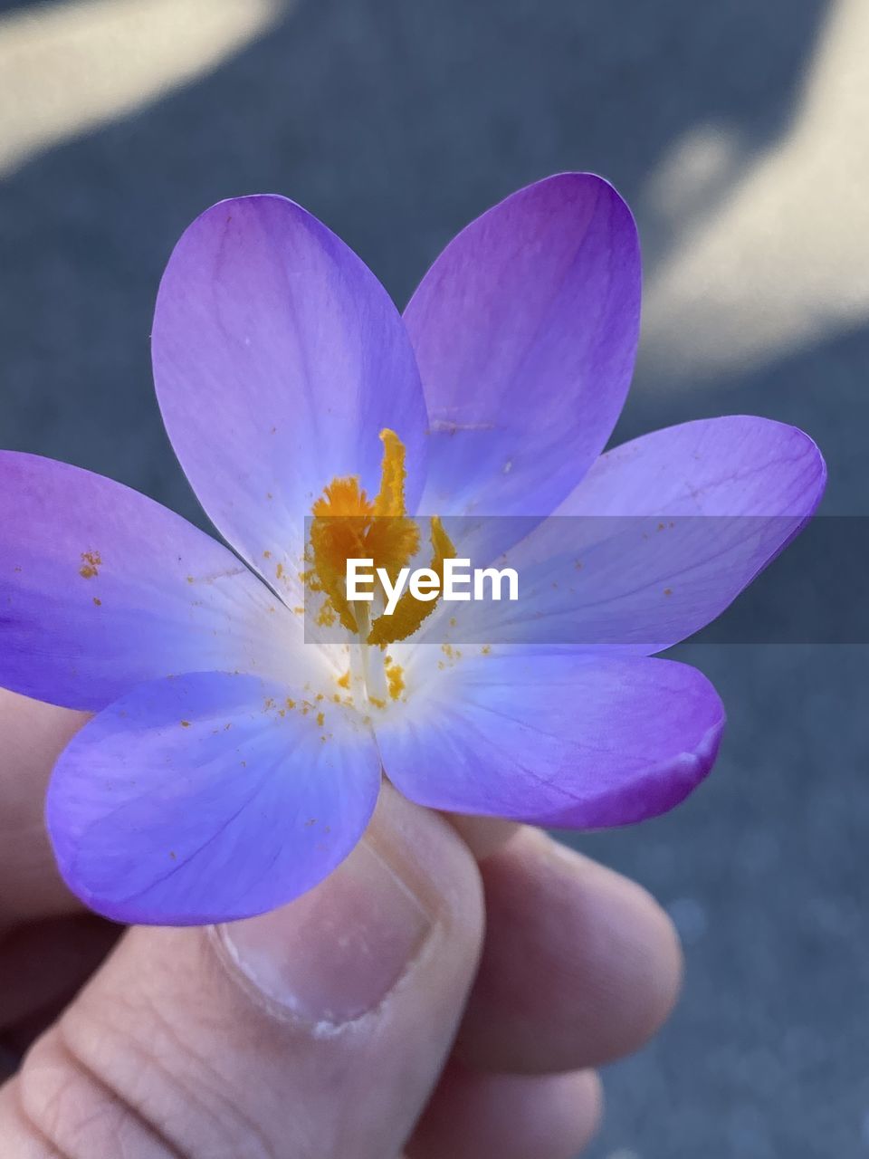 CLOSE-UP OF PURPLE FLOWER HEAD