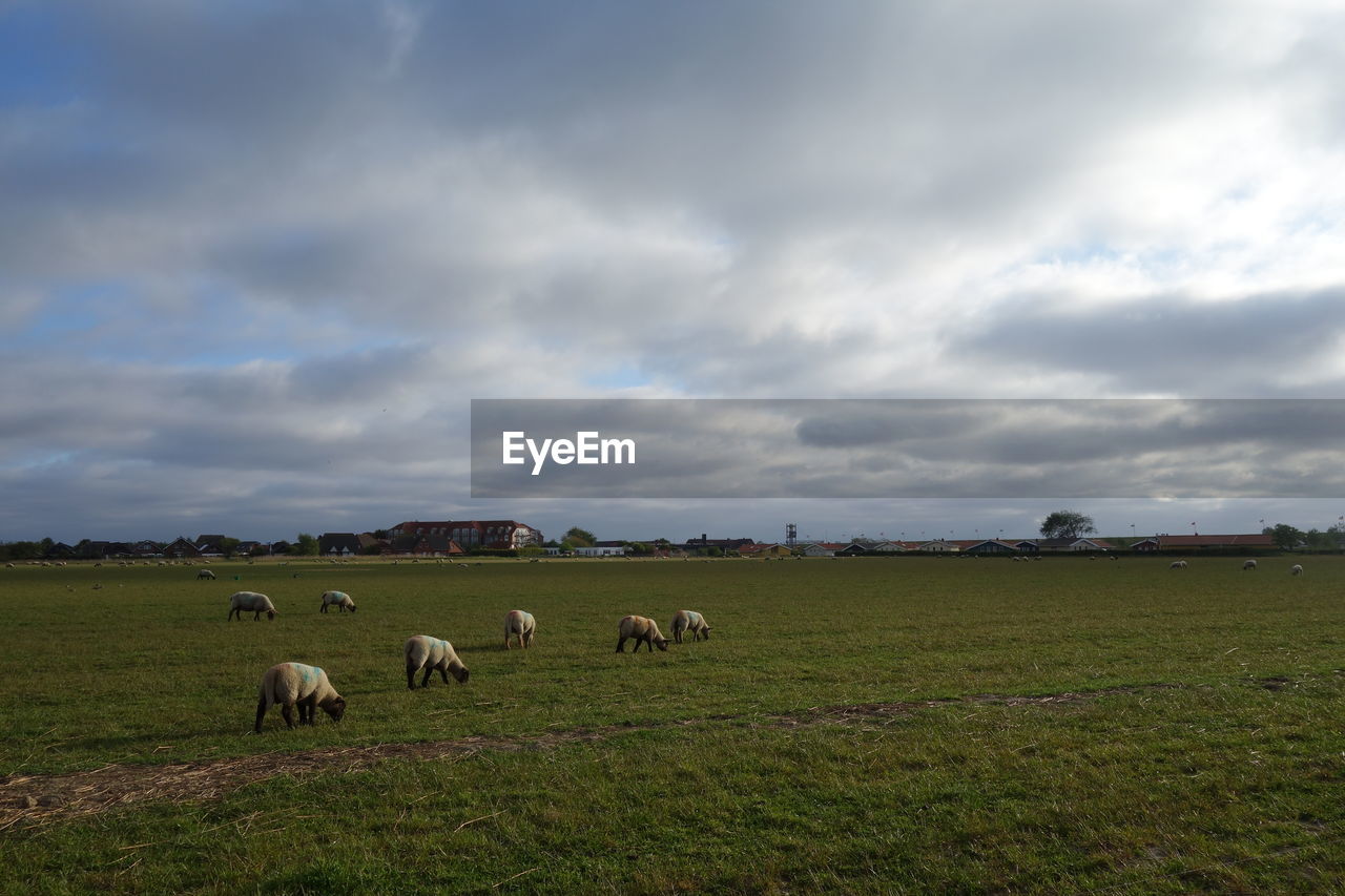 VIEW OF SHEEP ON FIELD