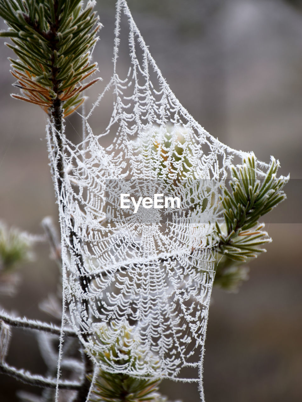 Close-up of spider web