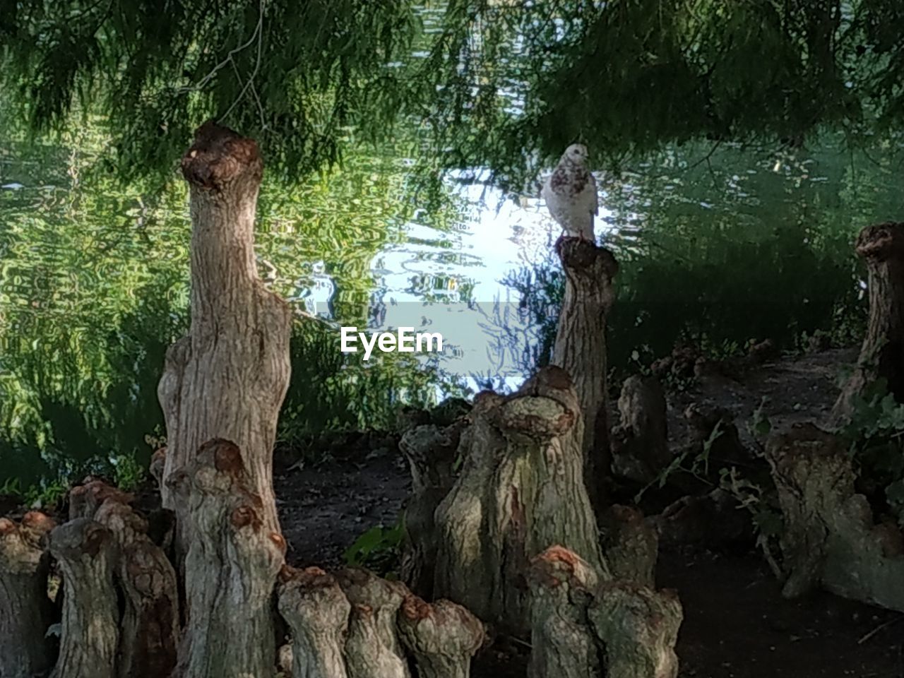 PANORAMIC VIEW OF TREE TRUNKS IN FOREST