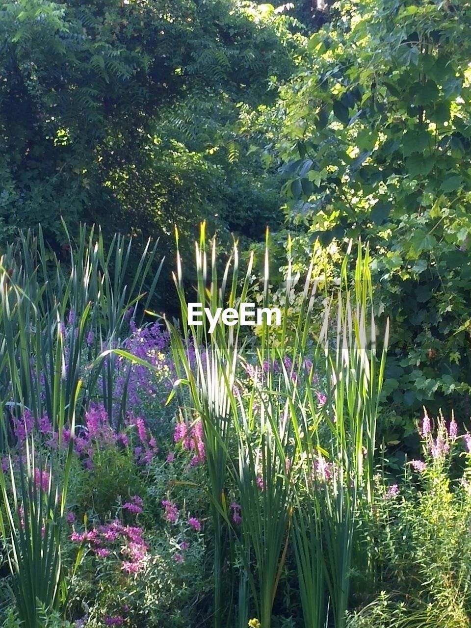 PLANTS GROWING ON FIELD