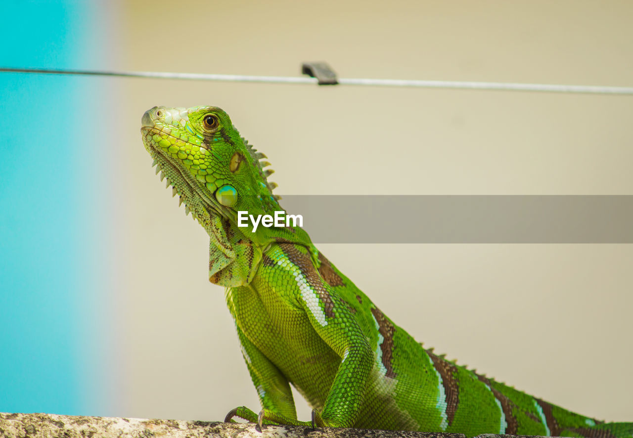 animal themes, animal, reptile, one animal, animal wildlife, lizard, green, iguana, wildlife, no people, iguania, nature, chameleon, side view, animal body part