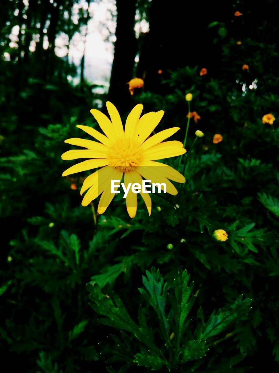 CLOSE-UP OF YELLOW FLOWERS