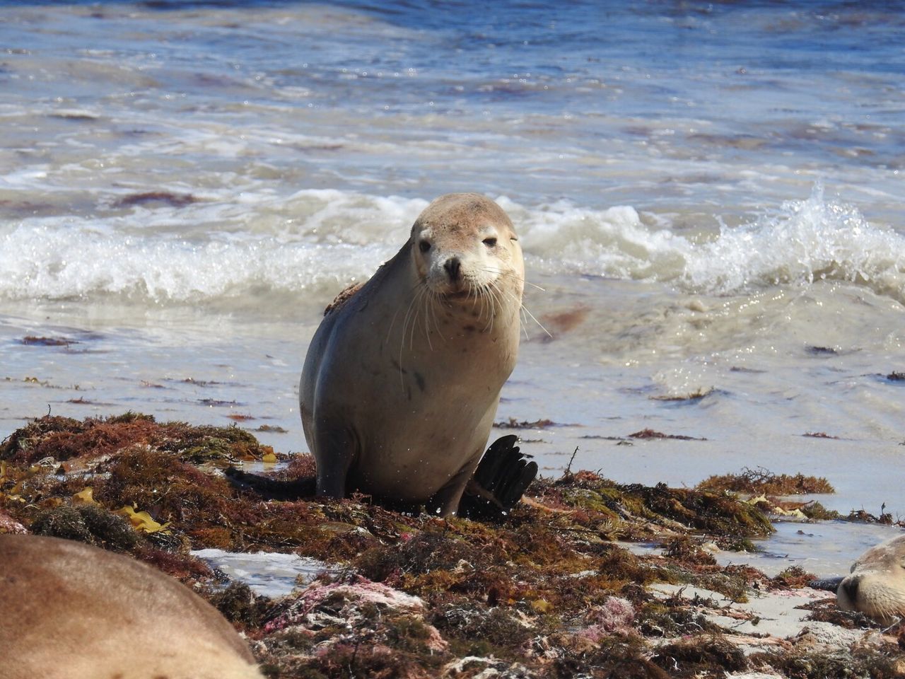 PORTRAIT OF SHEEP ON SHORE AT BEACH