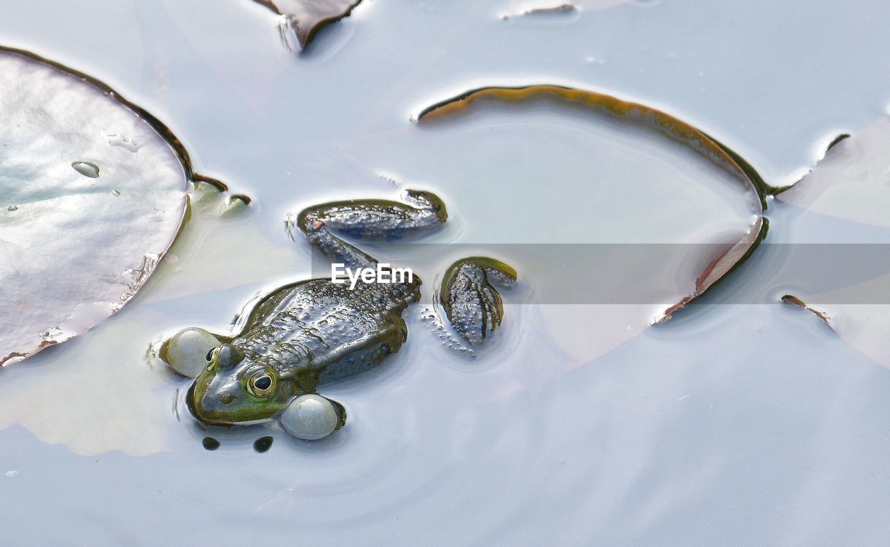 High angle view of frog in pond