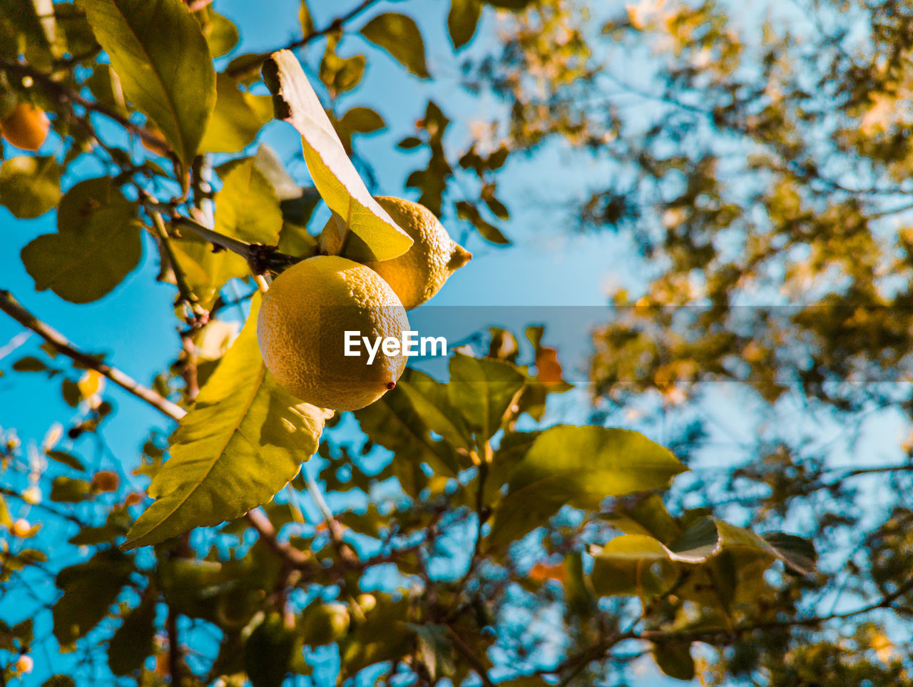 A lemon tree with leaves and a blue sky in the background