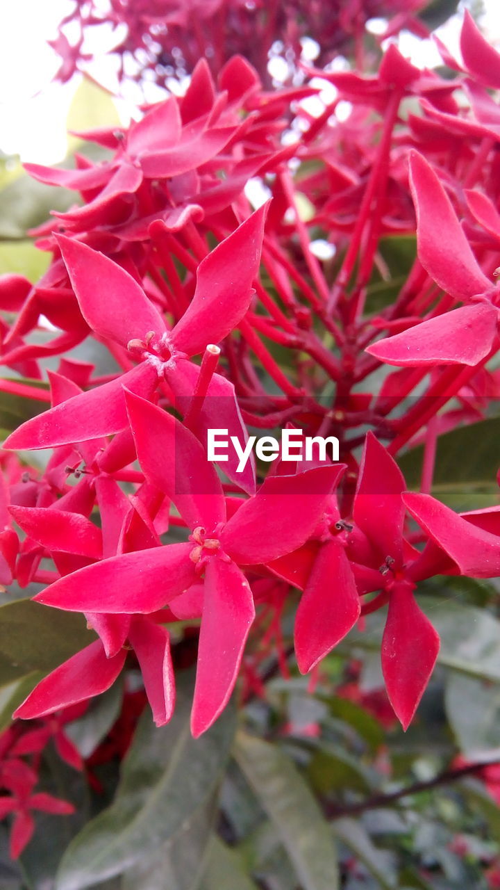 CLOSE-UP OF RED FLOWERS