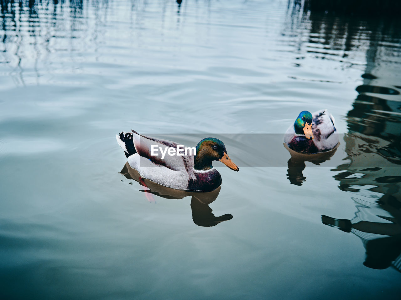 DUCKS SWIMMING IN LAKE