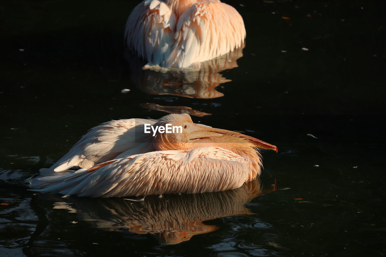 VIEW OF BIRDS SWIMMING IN LAKE