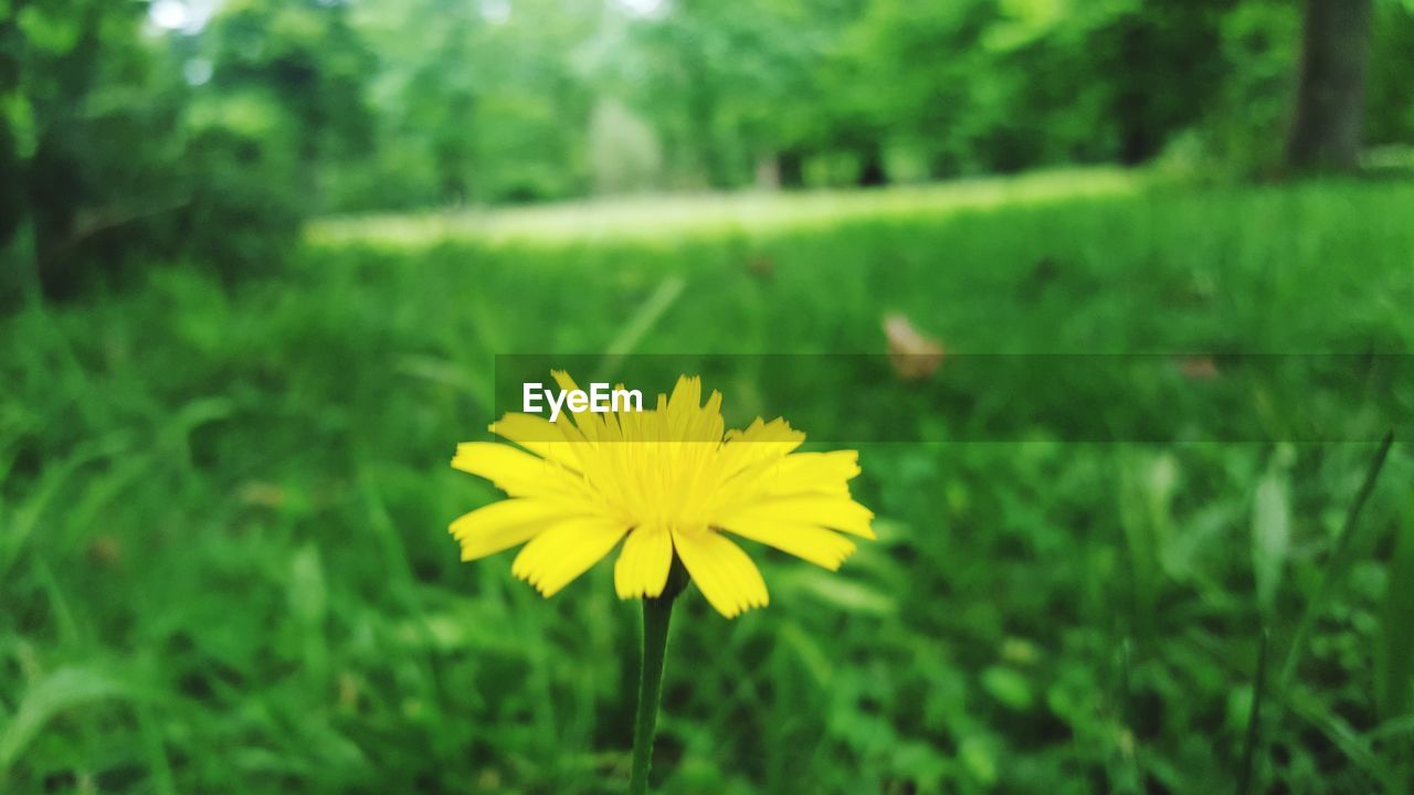 YELLOW FLOWER BLOOMING ON FIELD