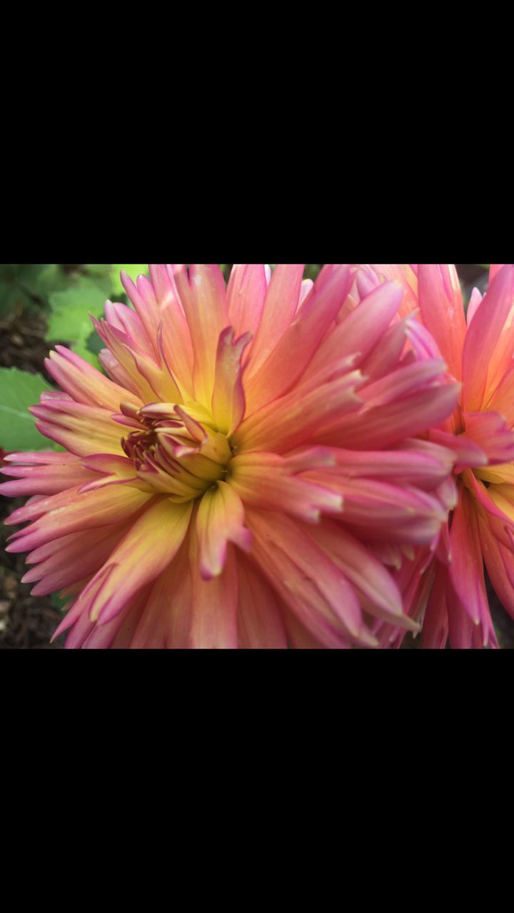 CLOSE-UP OF PINK FLOWERS BLOOMING