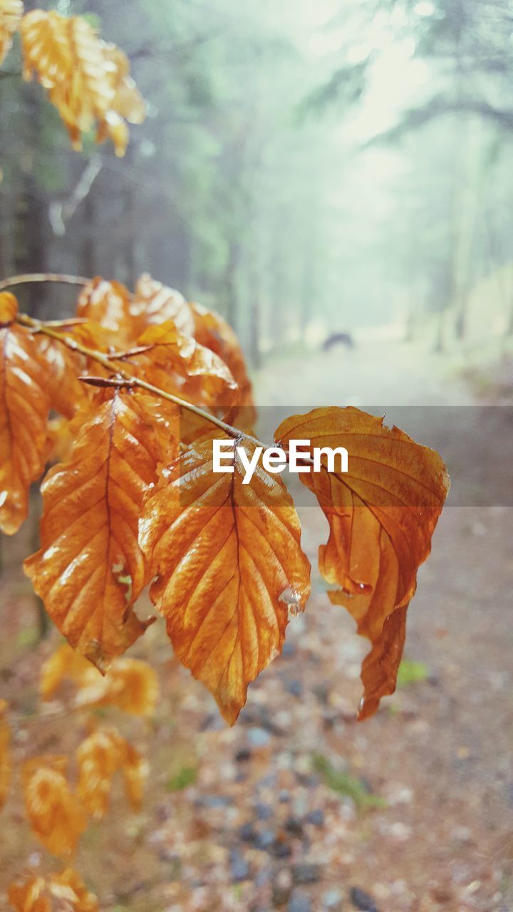 Close-up of autumnal leaves against blurred background