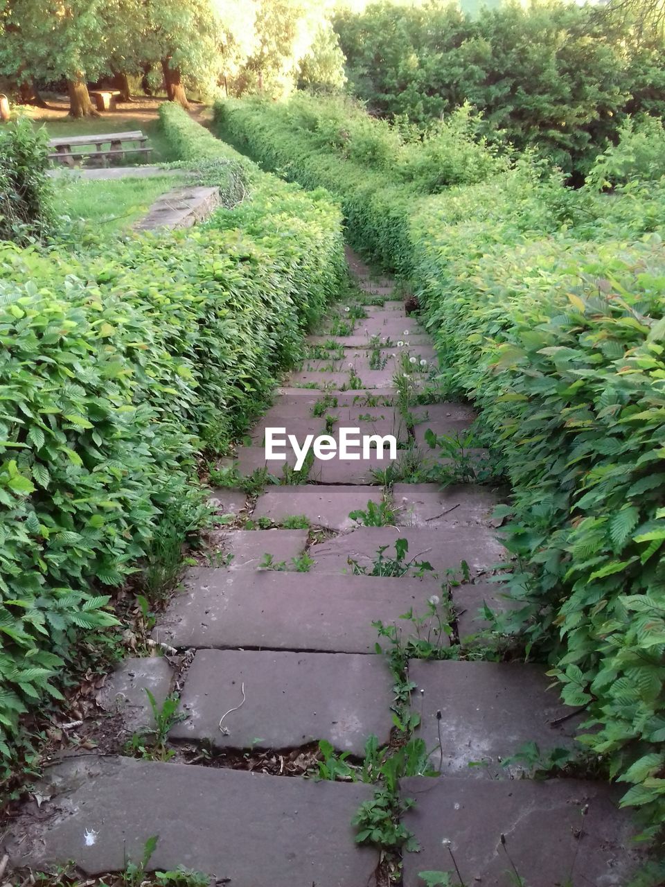 FOOTPATH AMIDST GRASS GROWING ON FIELD