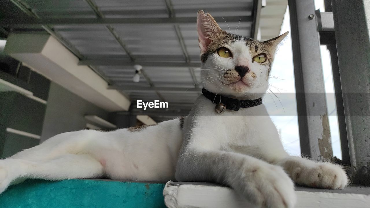 PORTRAIT OF A CAT SITTING ON A FLOOR