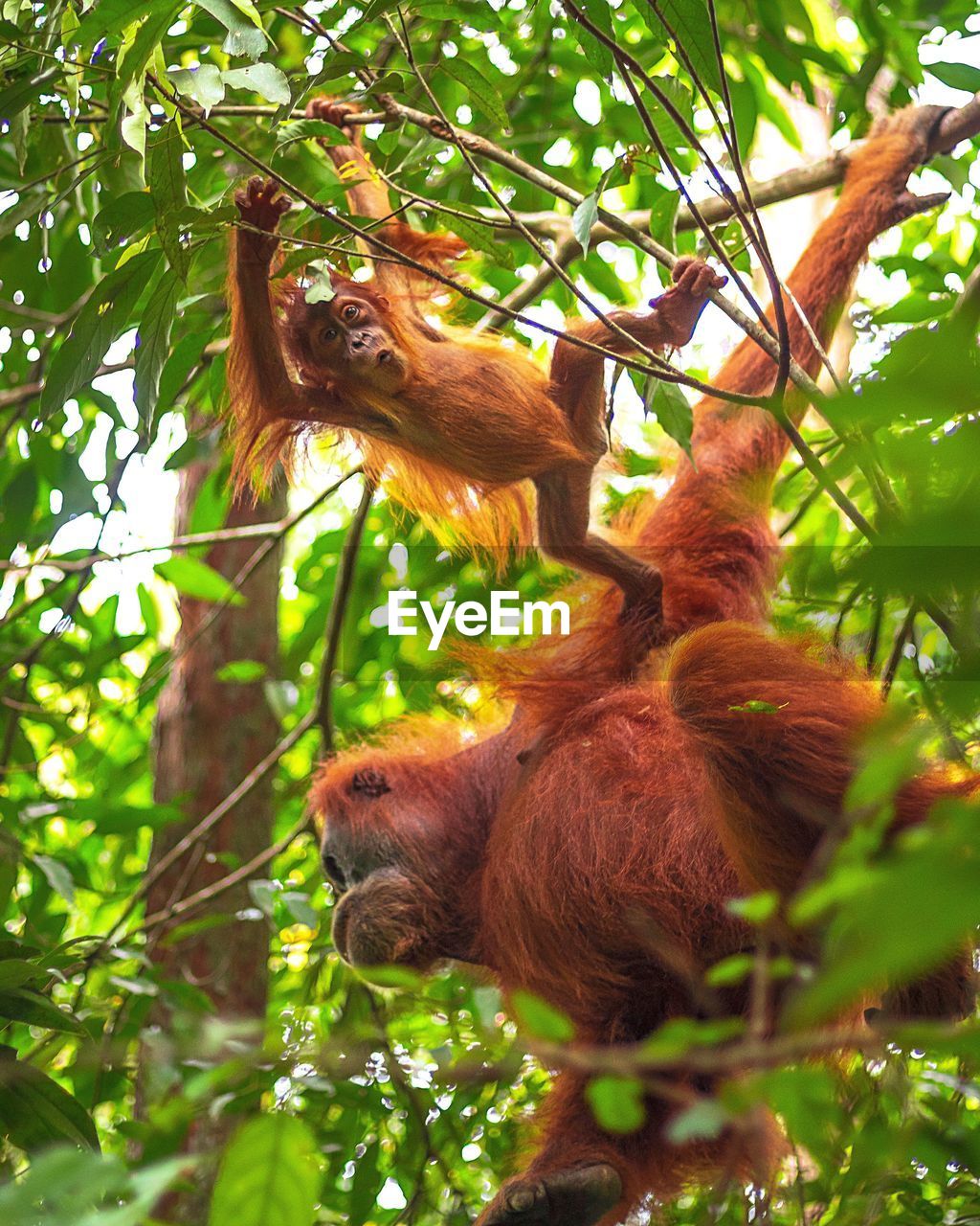 MONKEY IN THE FOREST
