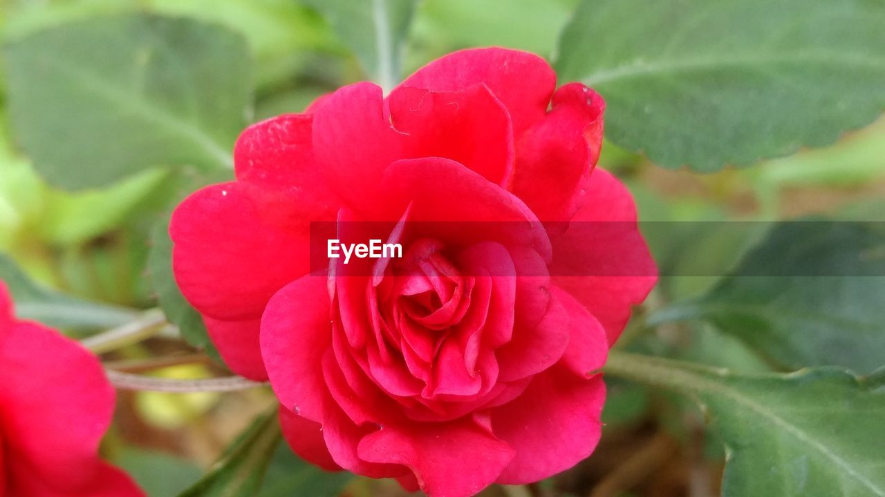 CLOSE-UP OF ROSE BLOOMING OUTDOORS