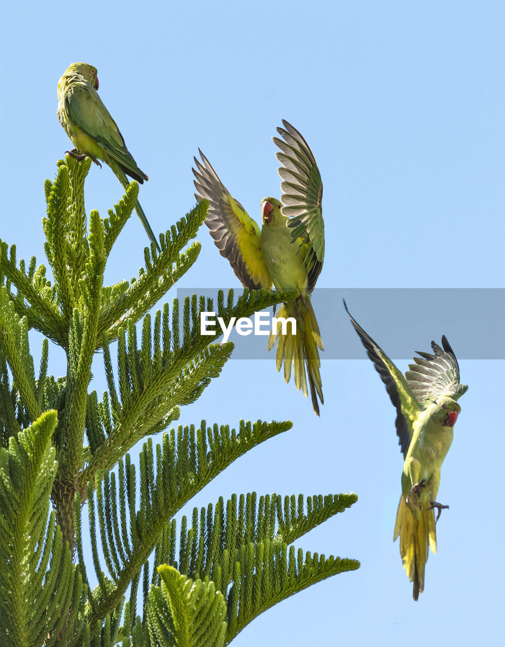 LOW ANGLE VIEW OF BIRDS FLYING