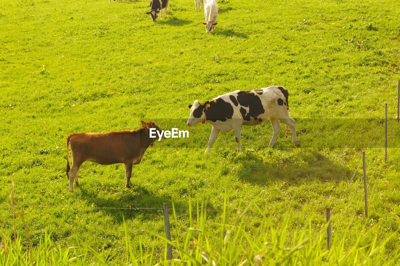 COWS STANDING IN FIELD