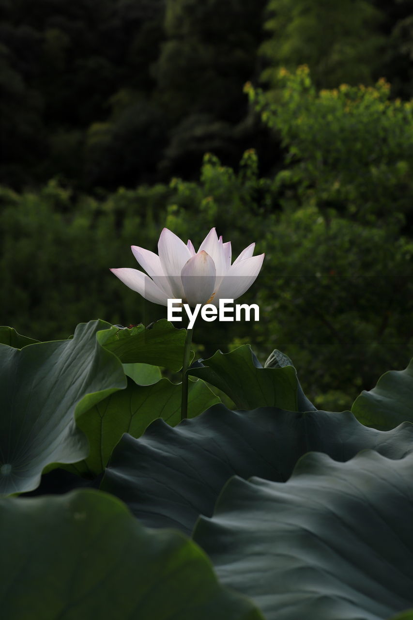 CLOSE-UP OF LOTUS WATER LILY