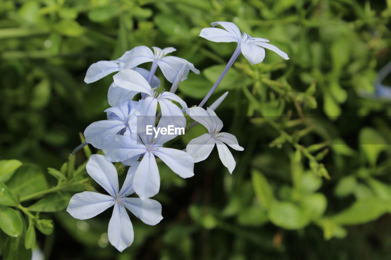 Close-up of white flowers blooming outdoors