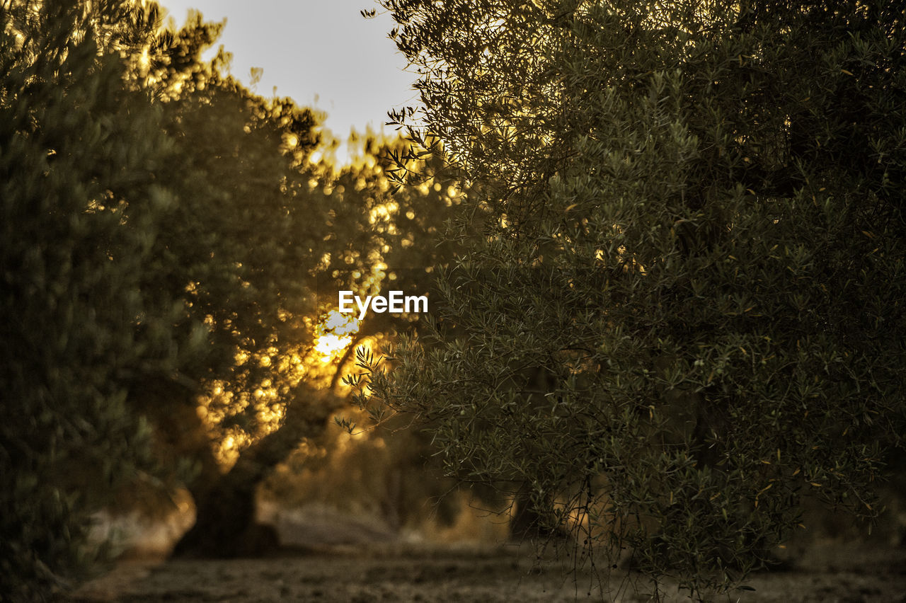 TREES GROWING ON FIELD AGAINST SKY DURING SUNSET