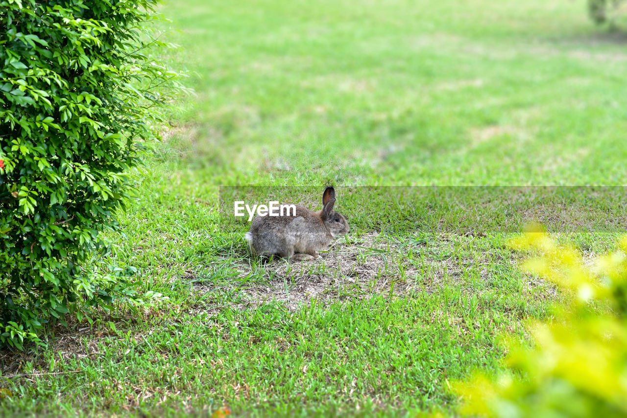 SIDE VIEW OF A REPTILE ON GRASS