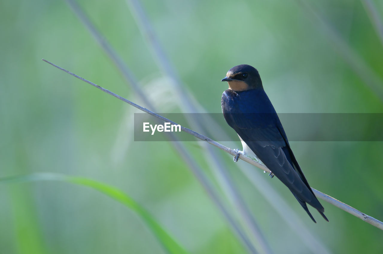animal wildlife, animal themes, animal, bird, wildlife, one animal, nature, beak, perching, green, plant, beauty in nature, no people, focus on foreground, songbird, outdoors, environment, close-up, full length, insect, day, tropical bird, grass, land, animal body part, selective focus