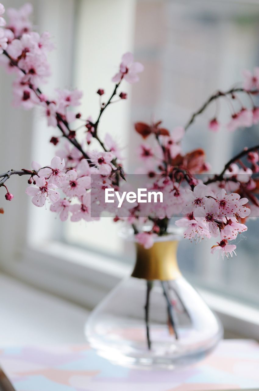 CLOSE-UP OF PINK CHERRY BLOSSOM FLOWERS IN VASE