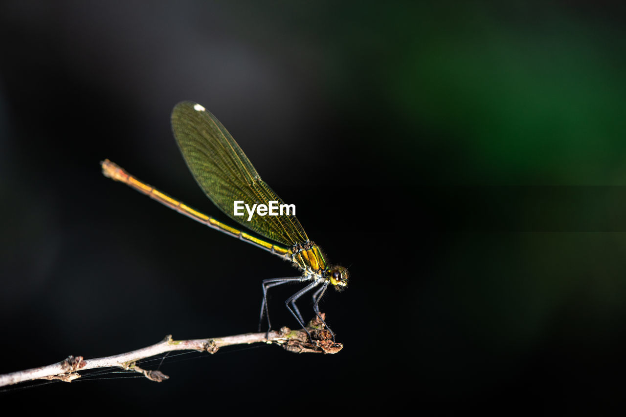 Close-up of damselfly on twig