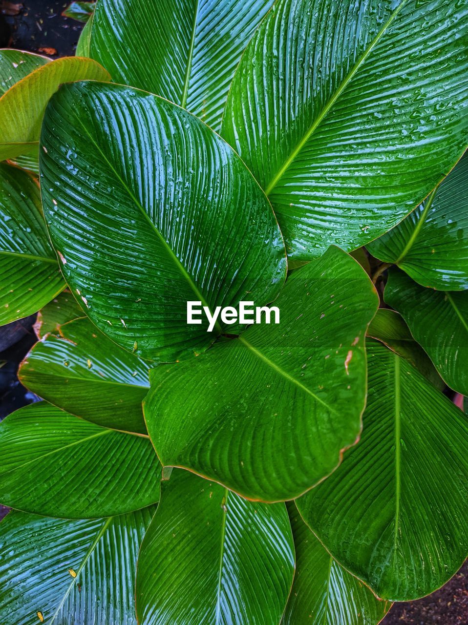 Close-up of leaves