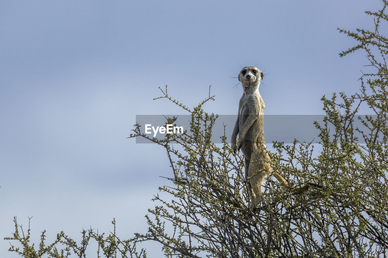 Meerkat observing front tree