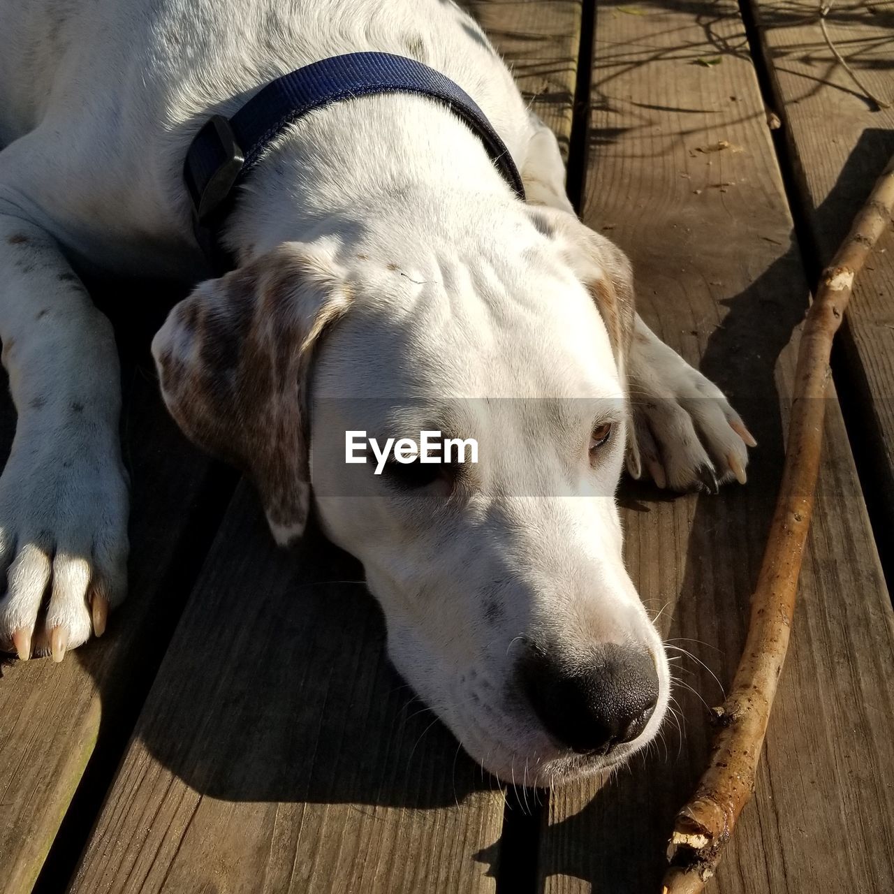 Dog resting near a stick on old wood deck.