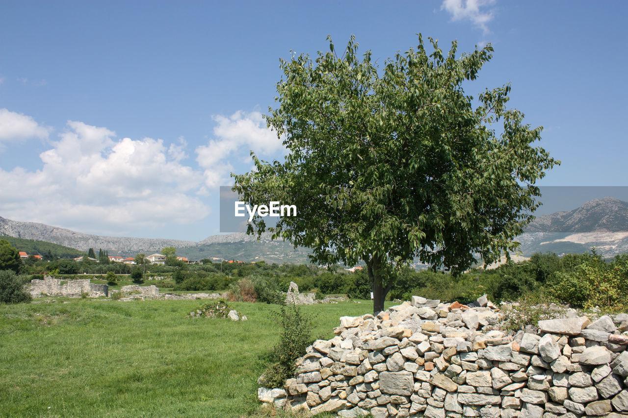 TREES GROWING ON FIELD BY MOUNTAINS AGAINST SKY