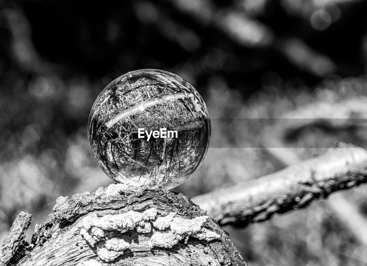 CLOSE-UP OF CRYSTAL BALL AND TREES