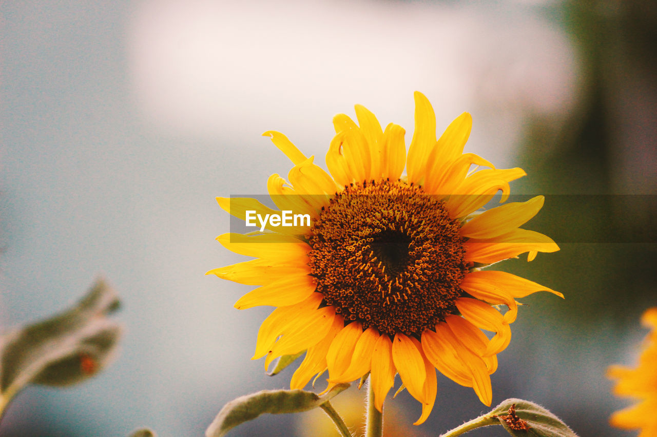 Close-up of sunflower growing against sky